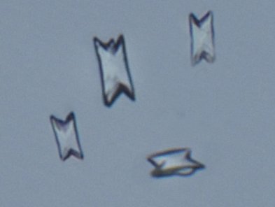 Calcium oxalate crystallization